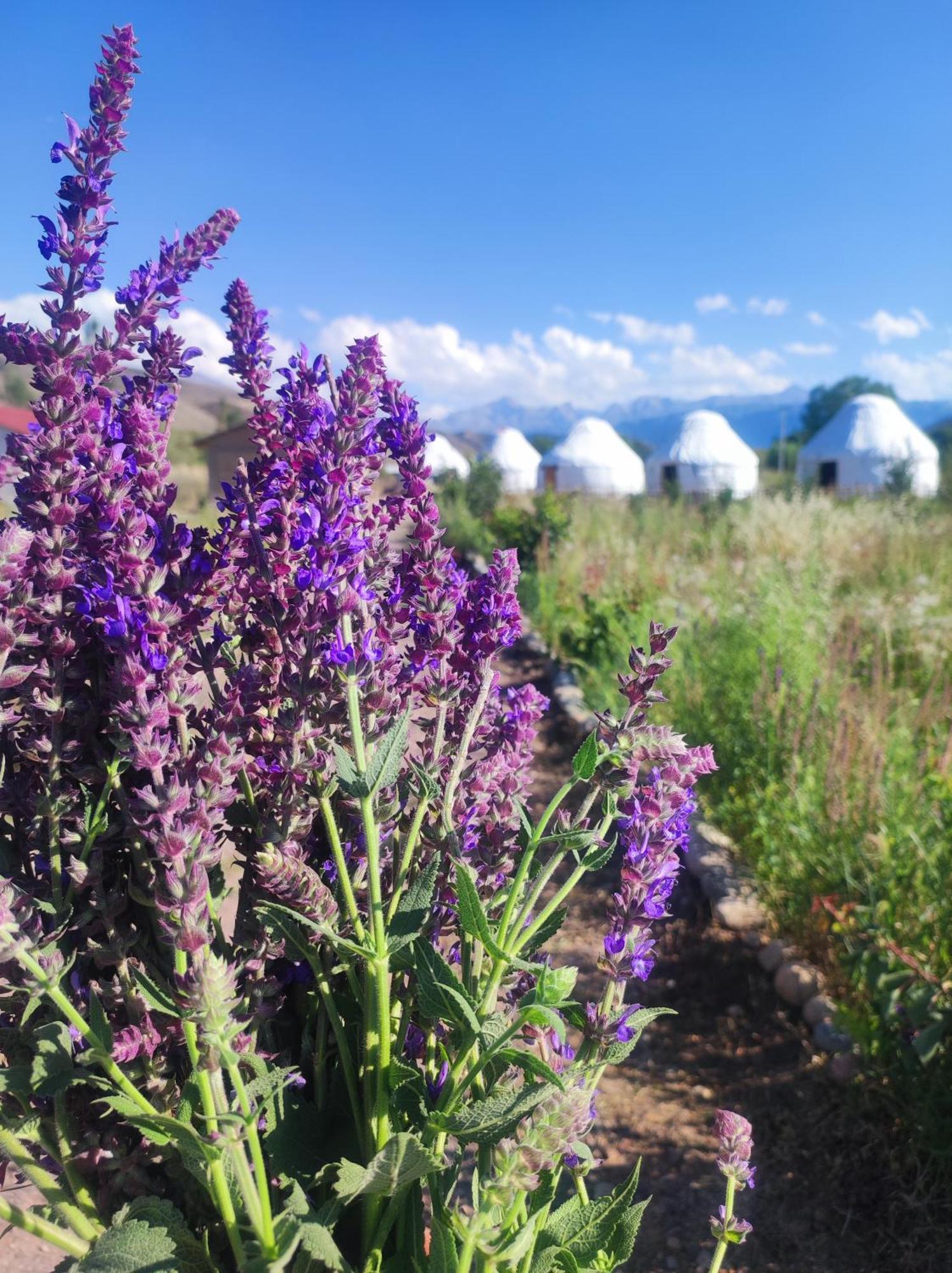 Eco Village Lodge Dzhetyoguz Buitenkant foto